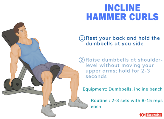 Hammer curls db seated The Benefits