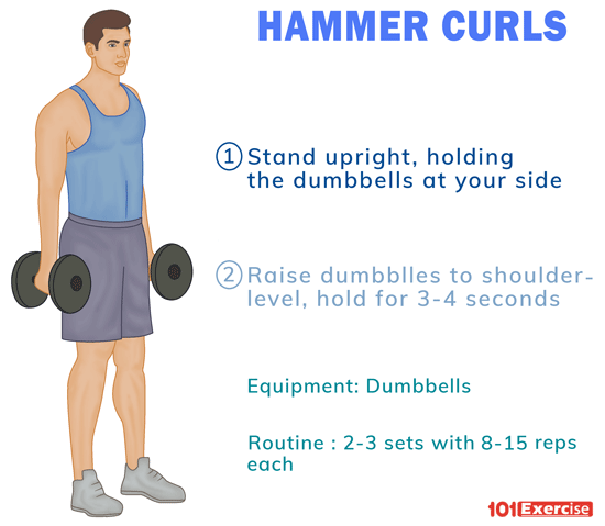 Db curls seated hammer How to